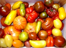 L’AFNOR publie un guide pour des tomates plus responsables