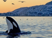 Virgin s’engage contre la capture de mammifères marins à des fins touristiques