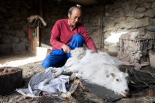 L’AVSF créé une filière de cachemire durable en Mongolie !