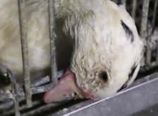 Foie gras : L214 fait plier Joël Robuchon… mais pas Alain Ducasse