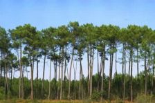 Les Amis de la Terre appellent les distributeurs de bois à soutenir le pin des Landes
