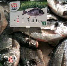 Les poissons d’élevage bio arrivent sur les étals…