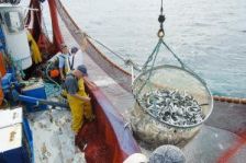 Après le thon rouge… la sardine verte !
