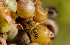 Château Guiraud, premier Grand Cru Classé de Sauternes bio