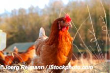 Les oeufs (d\'or) des poules élevées en plein air 