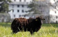 La mouton-deuse débarque à Paris !