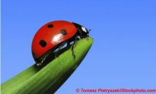 Les Français veulent un monde plus bio