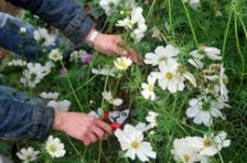 Fleurs de Cocagne : le parfum des fleurs... sans celui des pesticides !