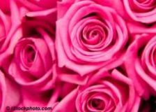 Fleurs