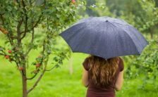 Parapluie