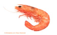 Crevettes